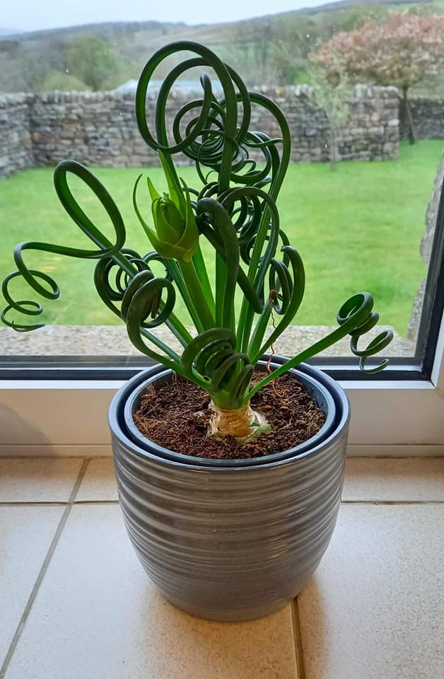 The Fizzle Sizzle Plant