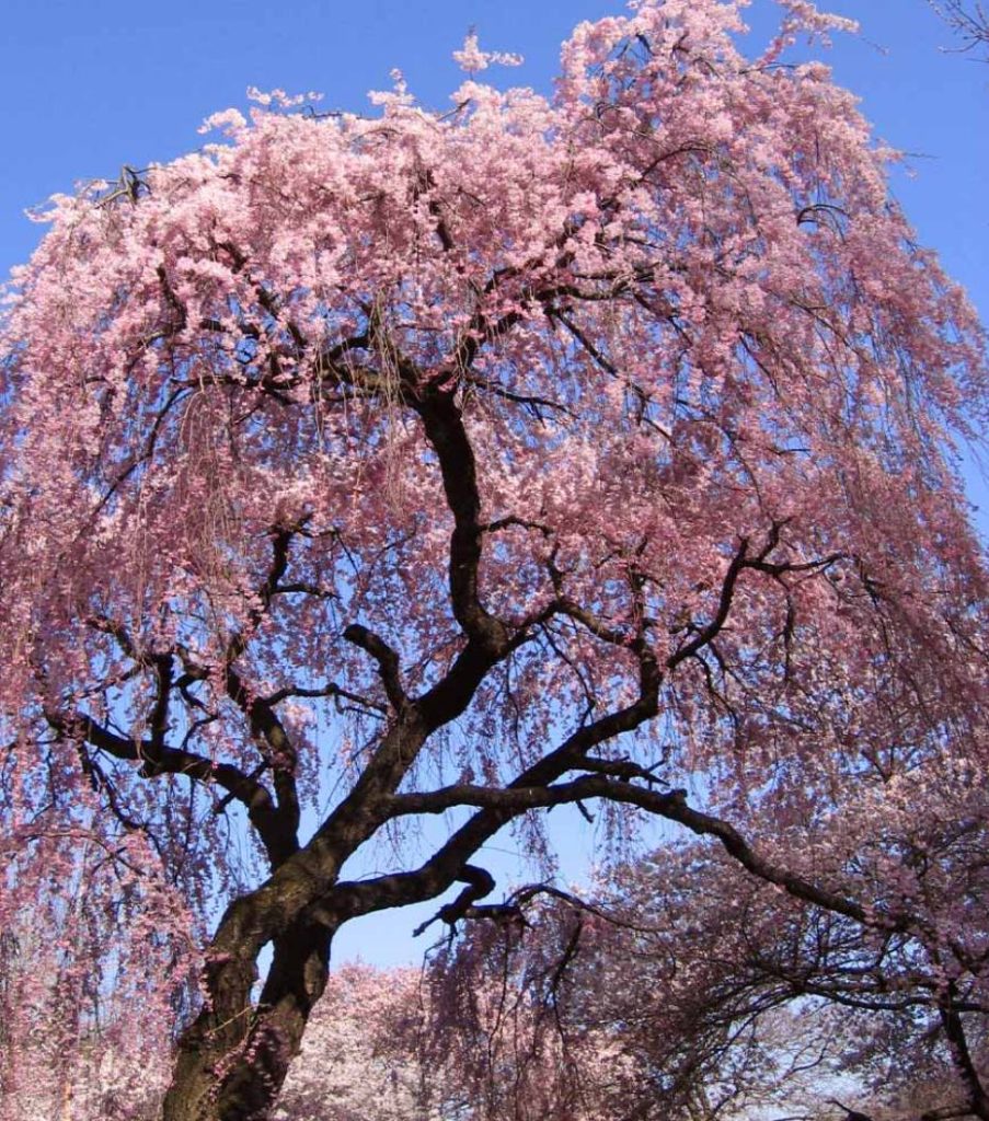 The Weeping Cherry Tree 