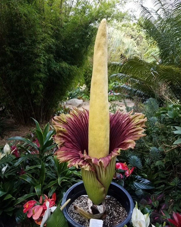 Rare flowers in the world