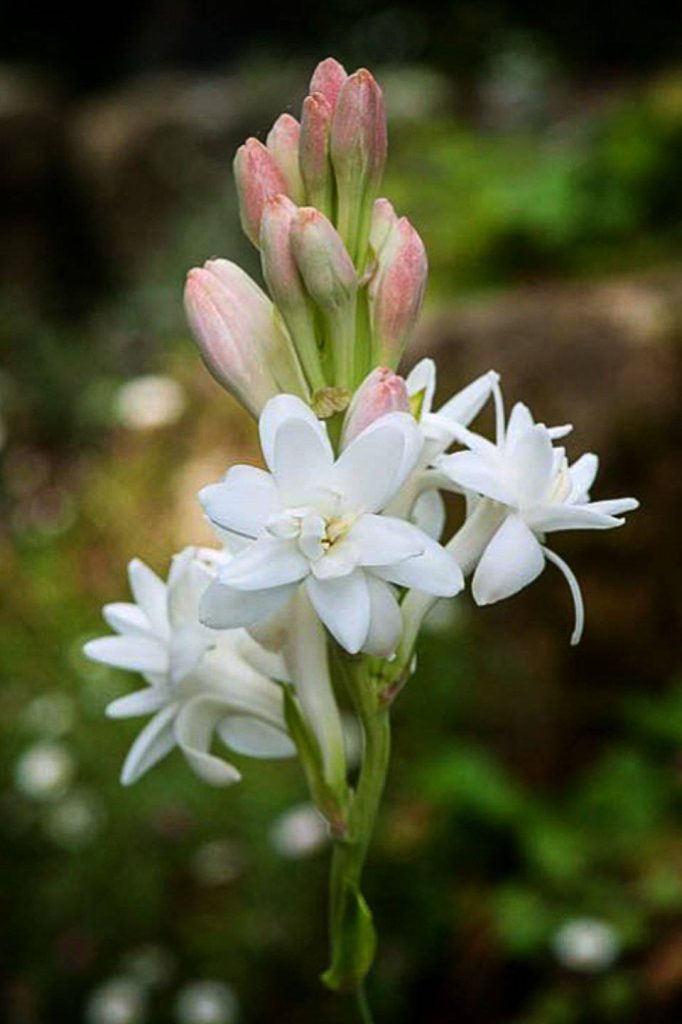 Tuberose
