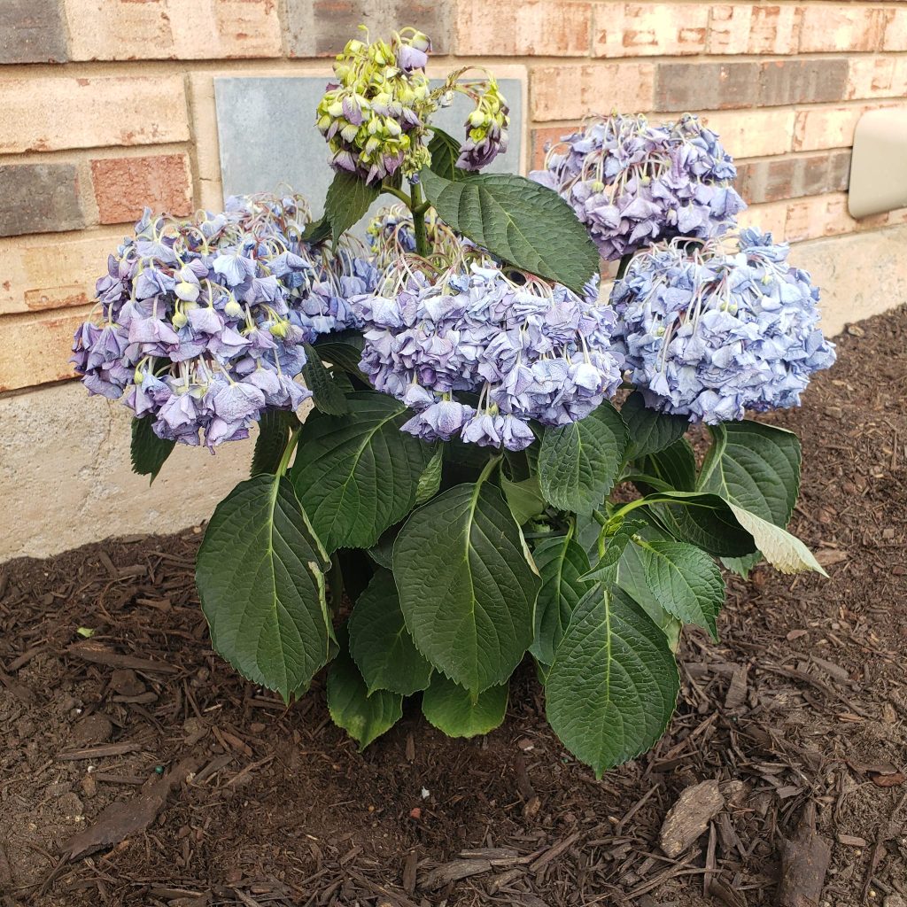 Underwatered hydrangea - So thirsty