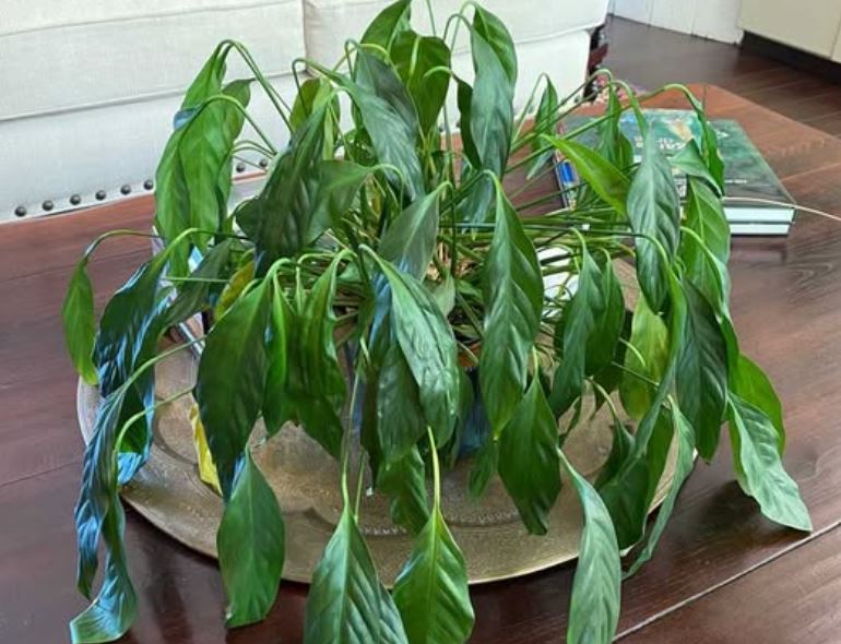 Underwatered peace lily