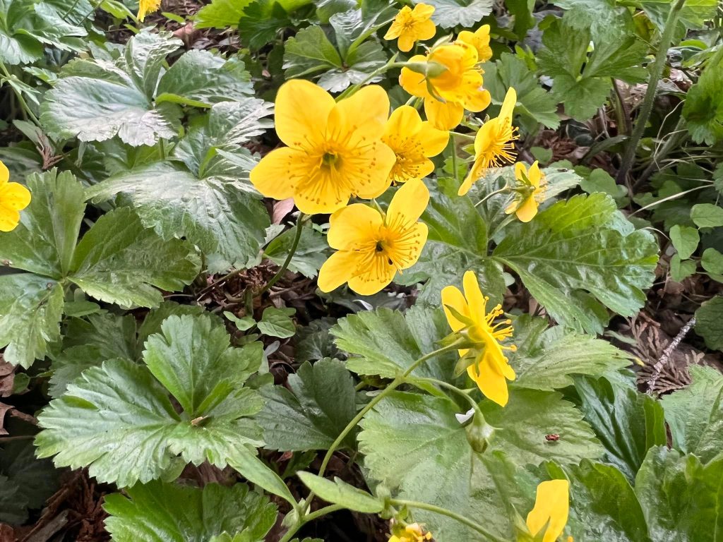 Waldsteinia fragarioides