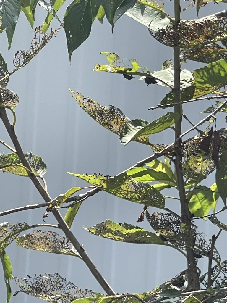 Weeping Cherry Tree with Japanese Beetles