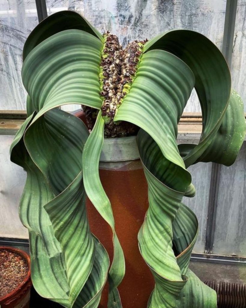 Welwitschia mirabilis