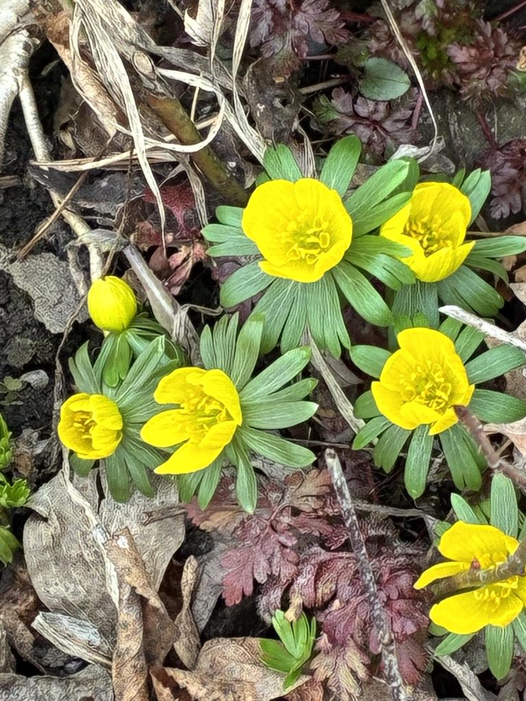 Winter Aconite