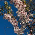 The Winter flowering cherry tree