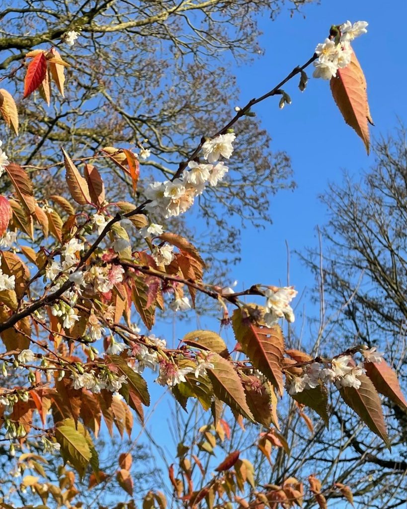 The Winter flowering cherry