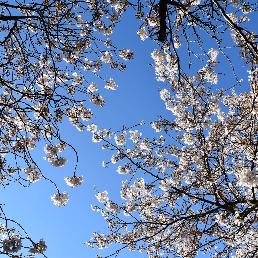 Yoshino cherry flowers