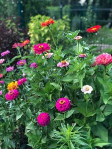 Zinnias