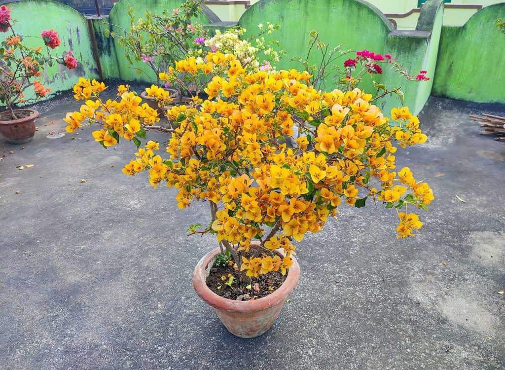 Bougainvillea in bloom