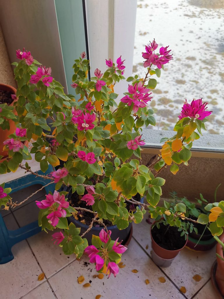 bougainvillea leaves turning yellow