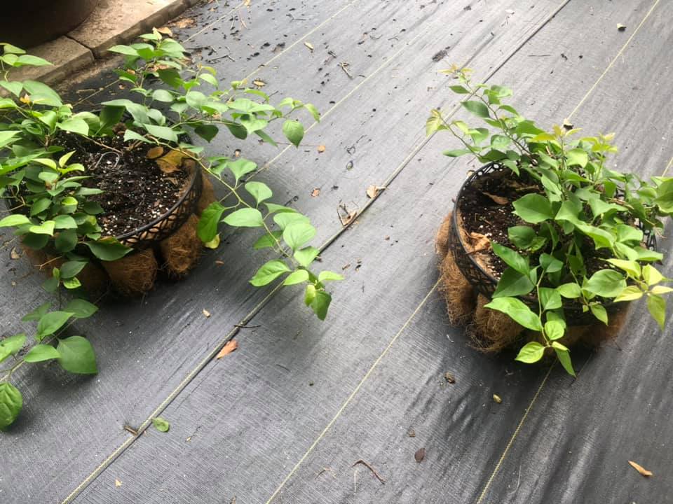 bougainvillea not blooming