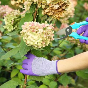 Deadhead hydrangeas