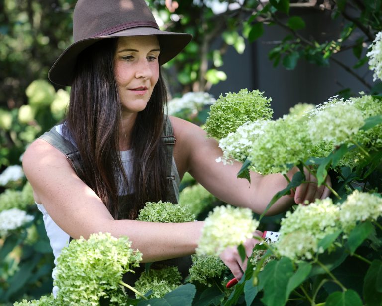 Pruning hydrangeas