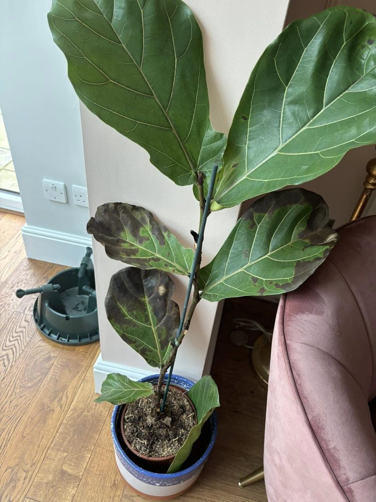Fiddle leaf fig root rot