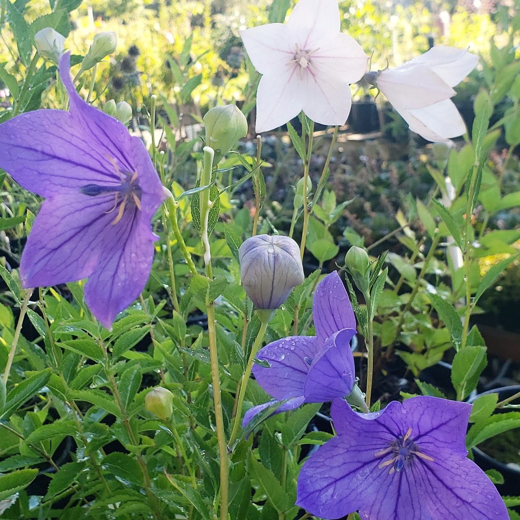 Balloon flower