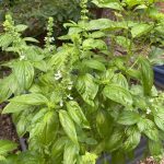 Basil plant