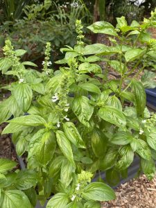 Basil plant
