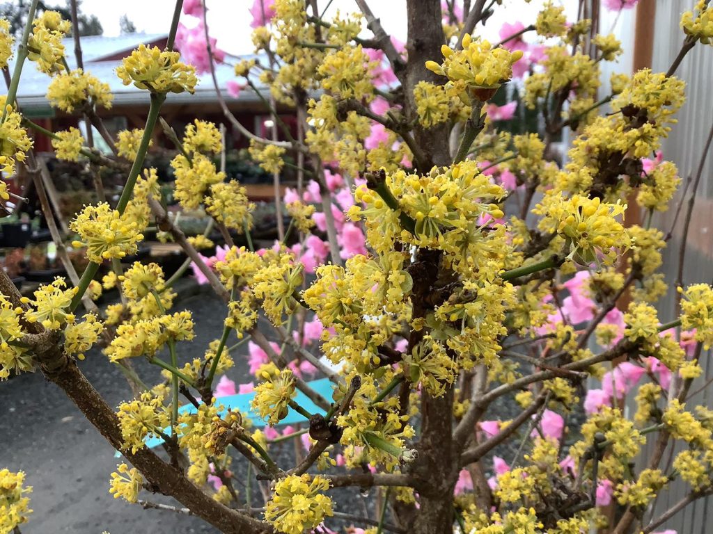 Cornelian cherry dogwood tree