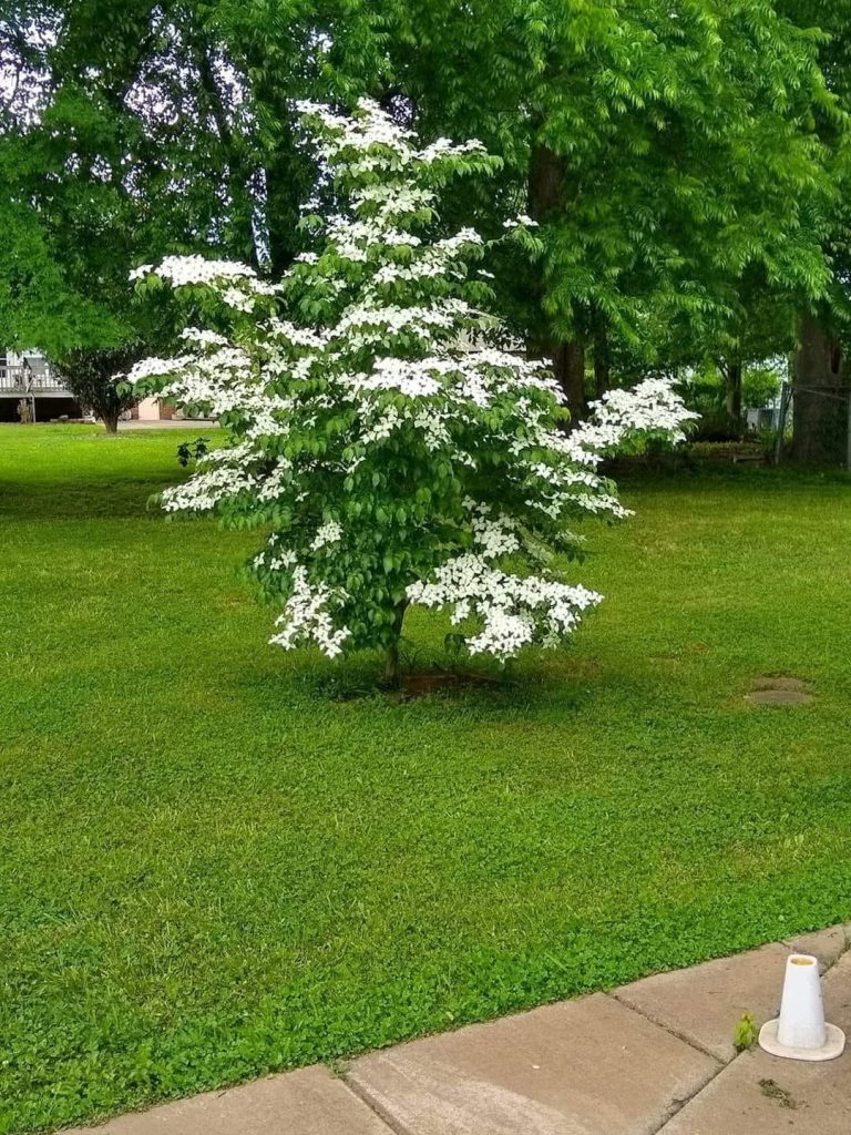 Dwarf dogwood