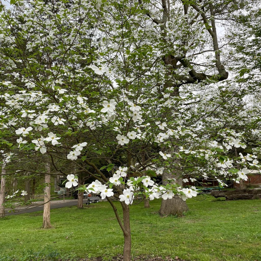 The flowering dogwood tree