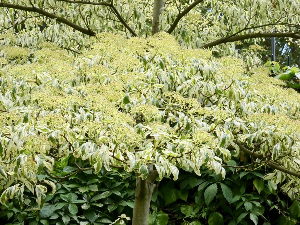 Giant dogwood