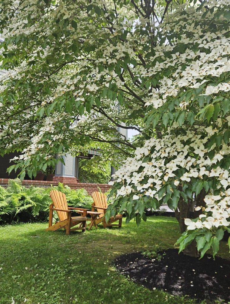 Japanese dogwood