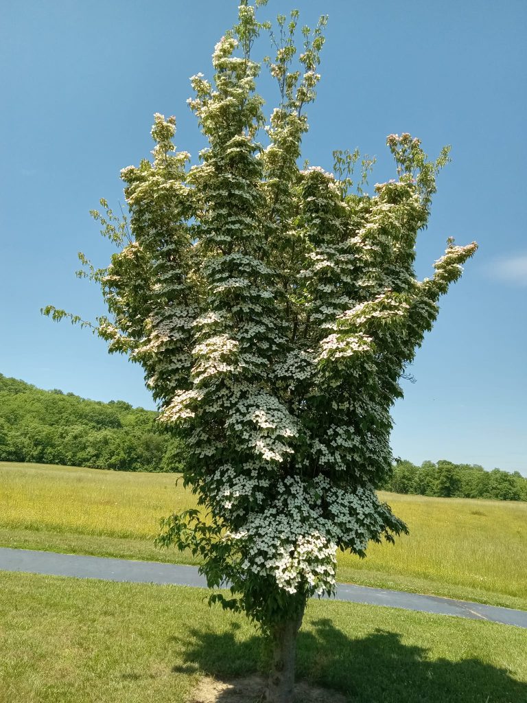 Kousa dogwood tree