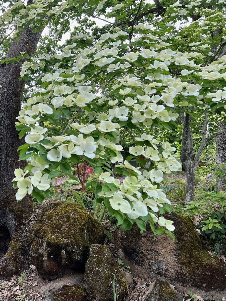 Pacific dogwood tree