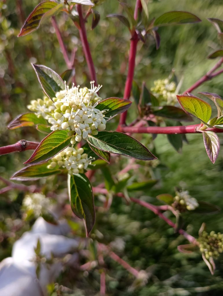 Red Osier dogwood