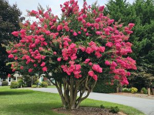 The crape myrtle tree