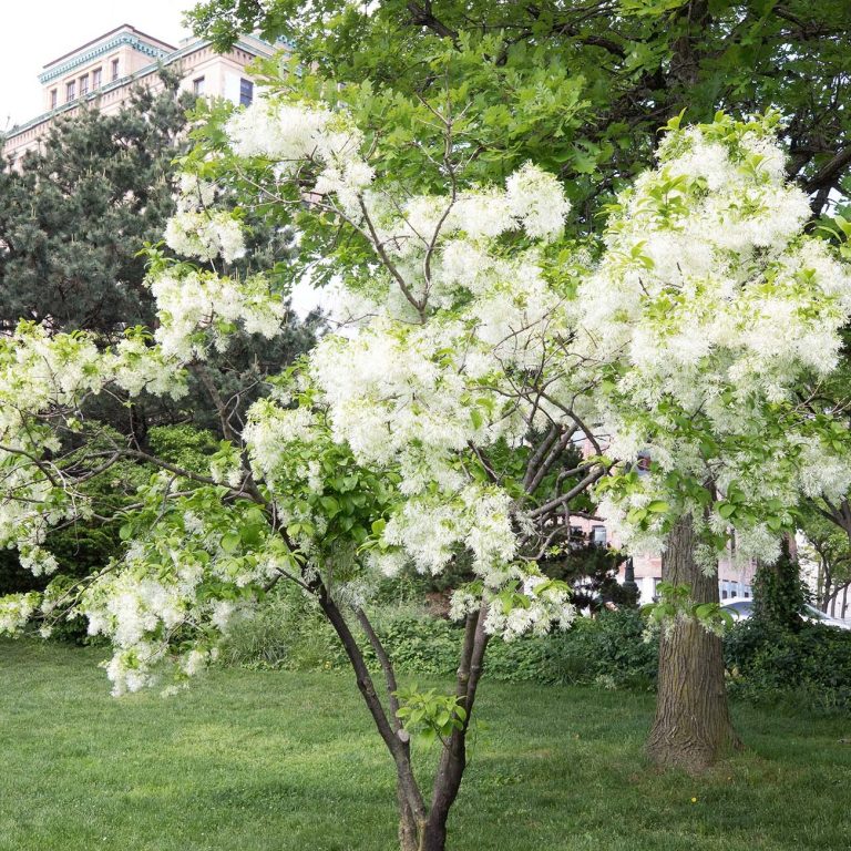 The fringe tree