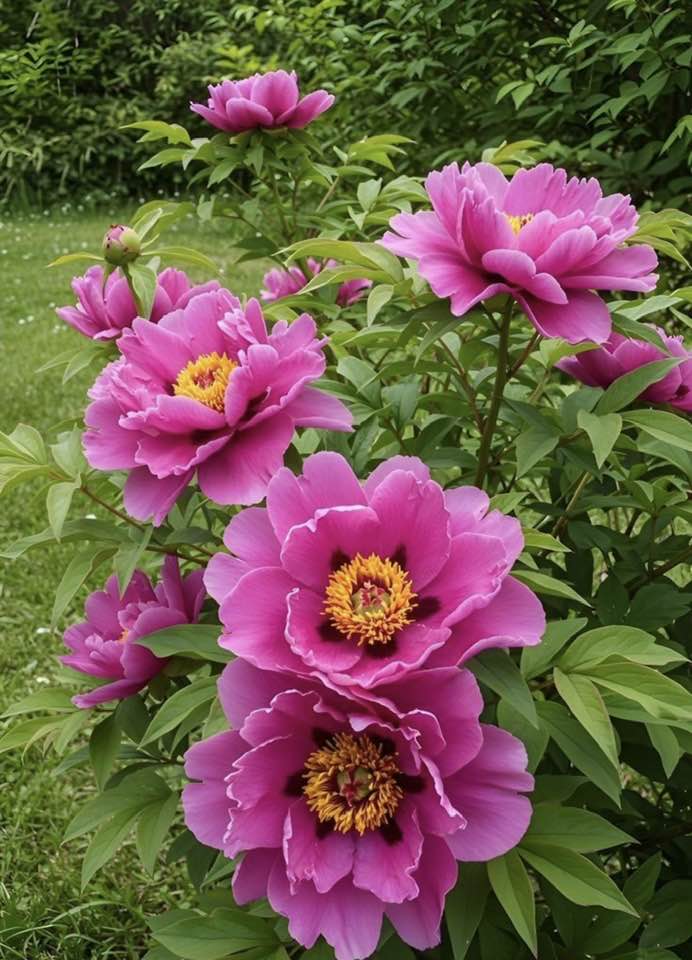 Tree peony care
