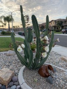 How to trim a cactus