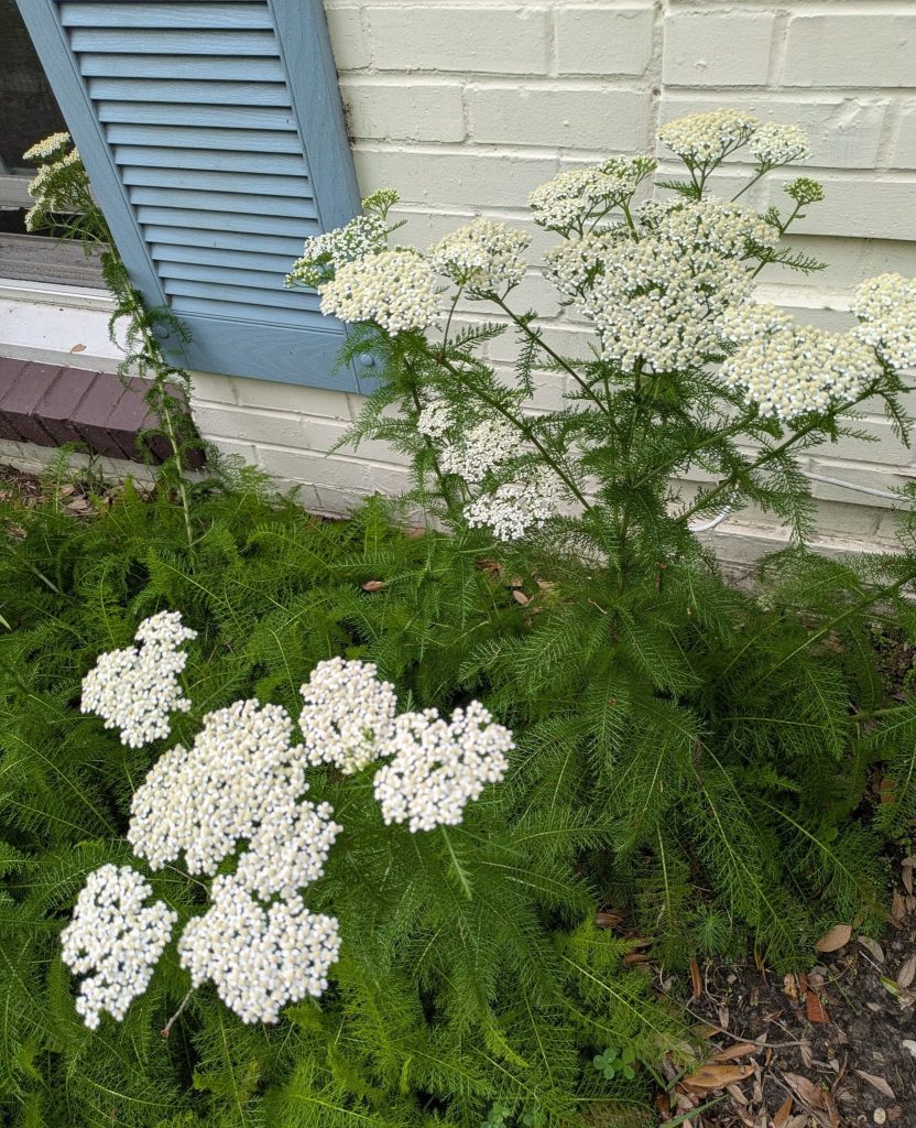 Yarrow