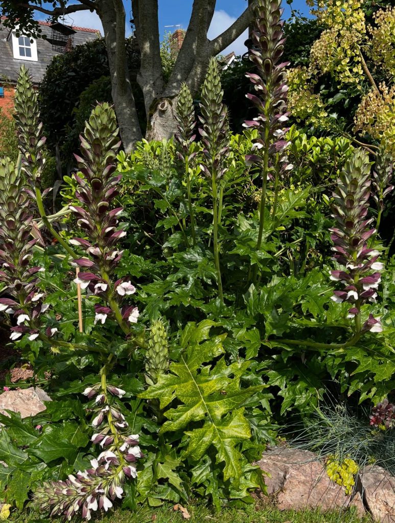 acanthus