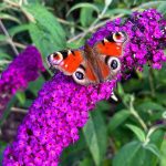 Butterfly bush