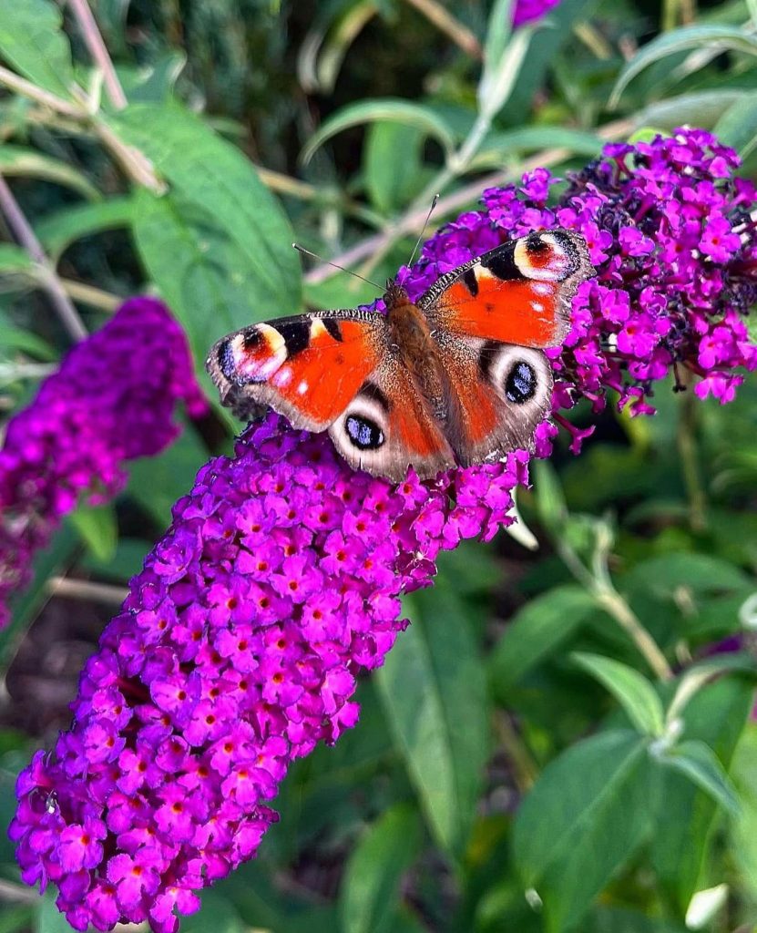 Butterfly bush (Buddleja davidii)