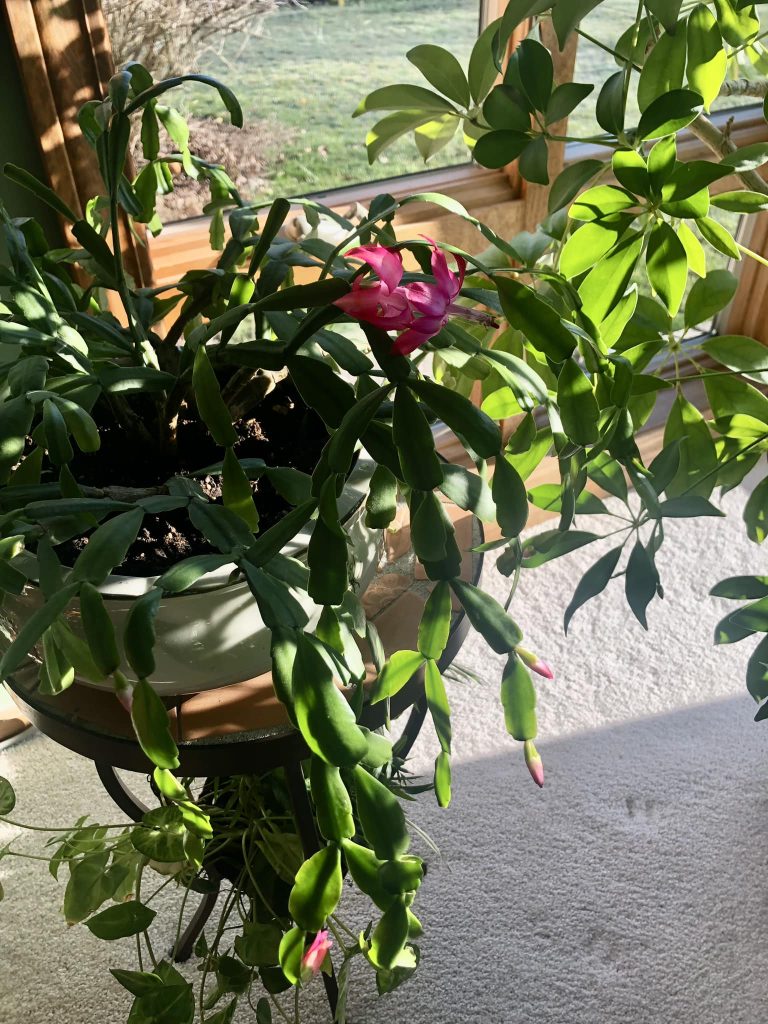 Christmas buds not opening