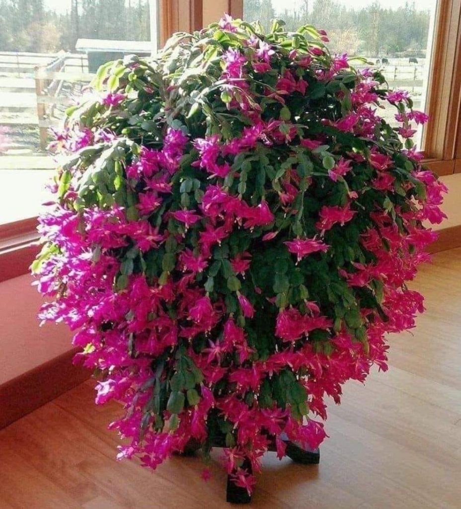Christmas cactus flowering