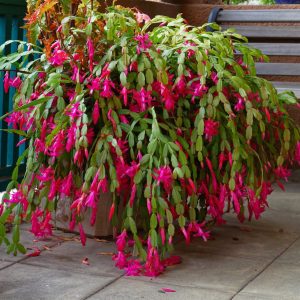 Christmas cactus