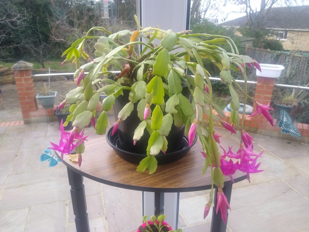 Christmas cactus plant