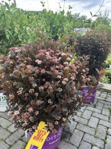 Little Devil ninebark Shrubs