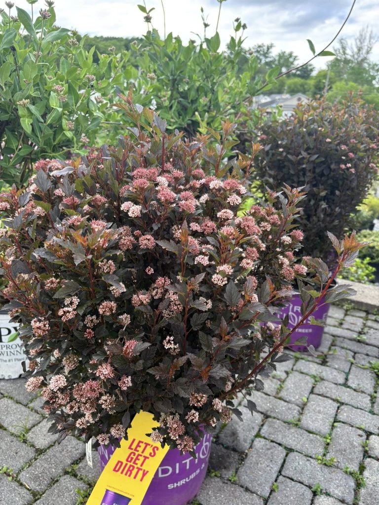 The Little Devil Ninebark