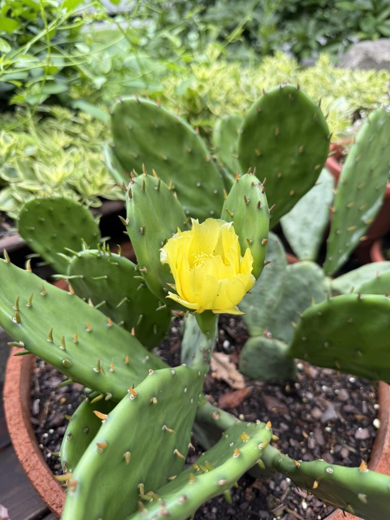 Opuntia bloom