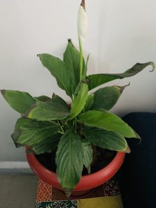Peace lily flowers turning black