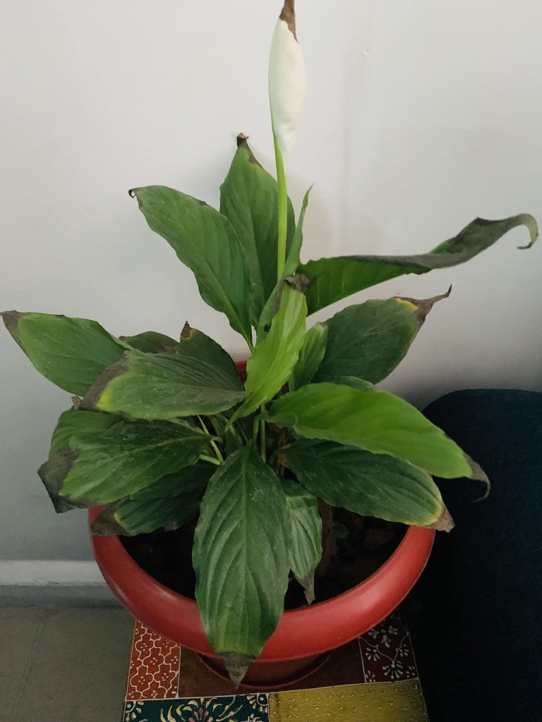 Peace lily flowers and leaf edges are turning black