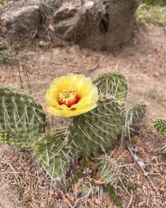 Prickly pear cactus bloom cycle