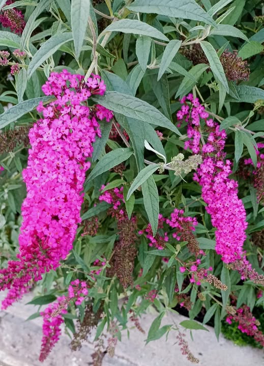 The butterfly bush